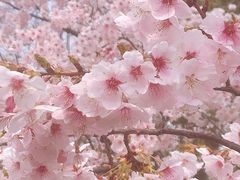 -顾村公园