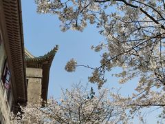 -武汉大学-樱园