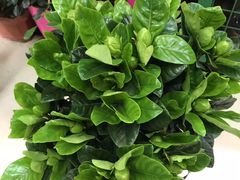 -三旗百汇商品城