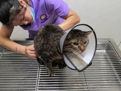 -瑞派康怡24h宠物医院·犬猫医疗中心·微创绝育(瑞景分院)