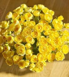 -薇薇安花系SPA