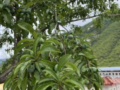 -西姆山居酒店(九寨沟沟口店)