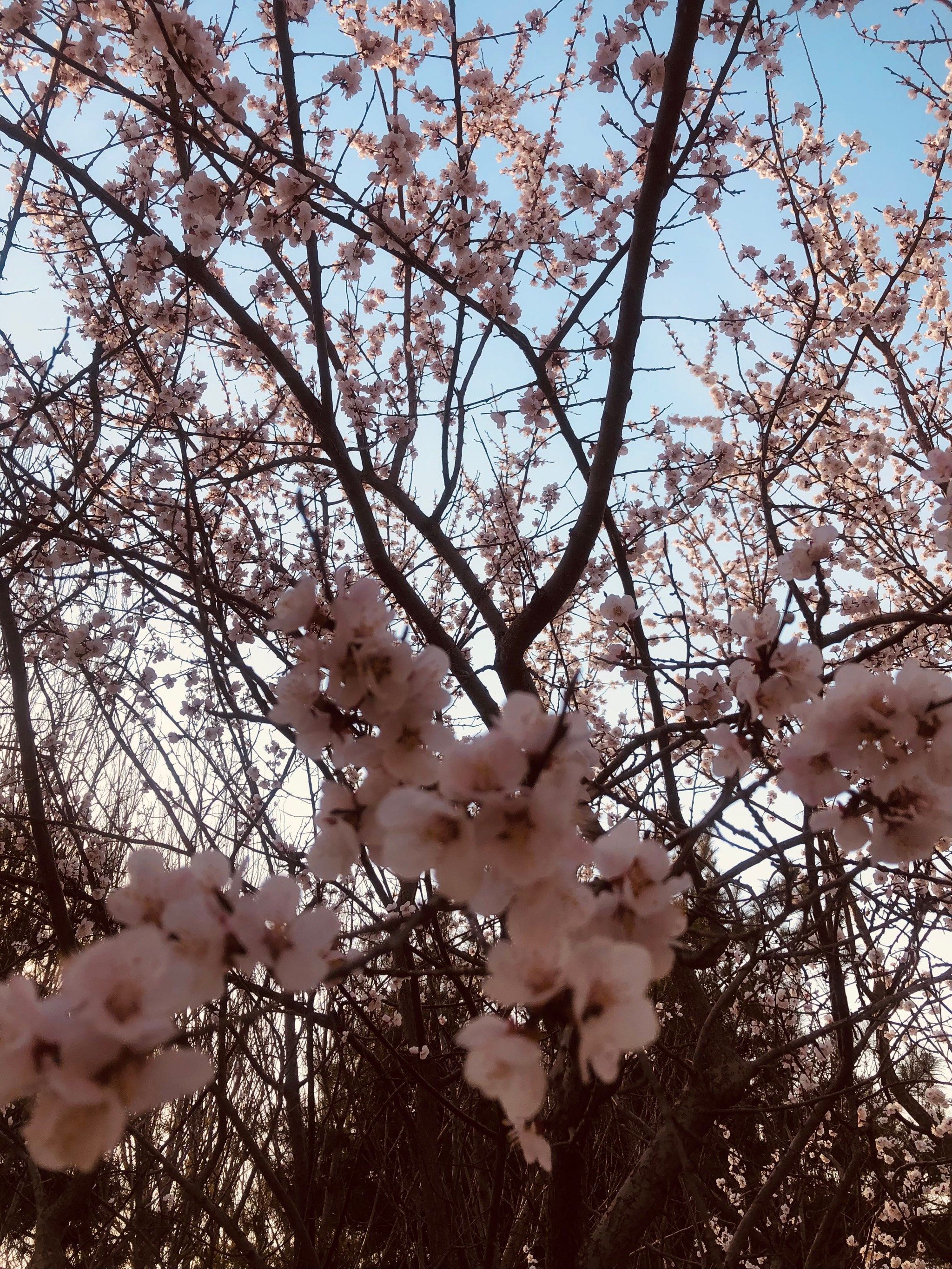 潮白河樱花公园