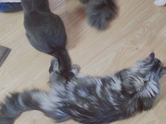 -猫和宫(六道口店)