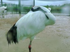 -盐城丹顶鹤湿地生态旅游区