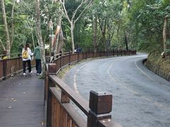 -西双版纳原始森林公园