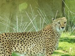 -北京野生动物园