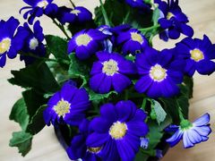 -中环花鸟鱼虫市场
