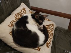 -猫色咖啡·猫咖