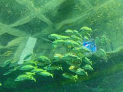 -秦皇岛新澳海底世界