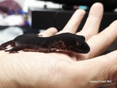 -酷以爬仙阁实体爬宠店·守宫·蜥蜴·专业繁育