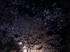 -武汉大学-樱园