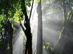 -莫里热带雨林景区