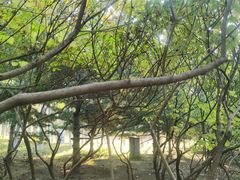 -大兴滨河森林公园