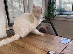 -猫小院猫主题咖啡厅(北锣店)