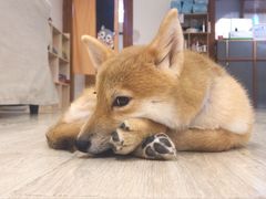 -豆柴町-柴犬主题狗咖(红鼎国际C座店)