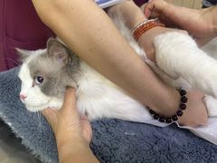 -美联众合动物医院·24h转诊中心