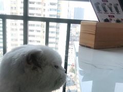 -喵园·猫主题咖啡厅·撸猫·猫咖(国贸店)