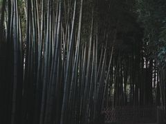 -陈家山荷花公园