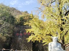 -千年银杏谷文化旅游区