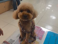 -美联众合动物医院·24h京西诊疗中心