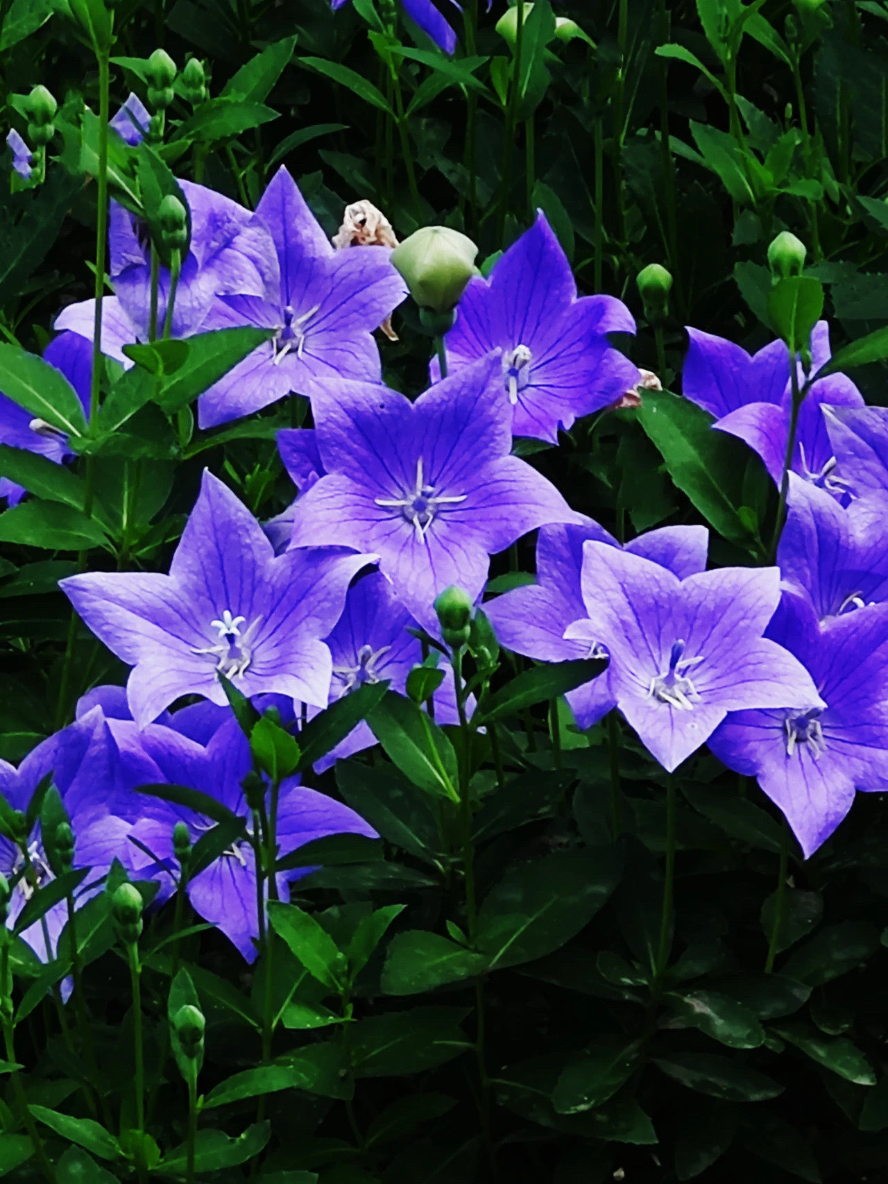 坚强,自信,美丽的桔梗花