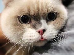 -纳吉亚猫专科动物诊疗中心(蒋宅口分院)