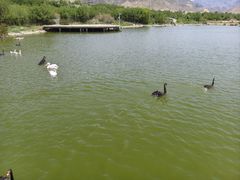 -新疆天山野生动物园