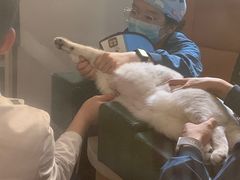 -联合动物医院(光谷诊疗中心)