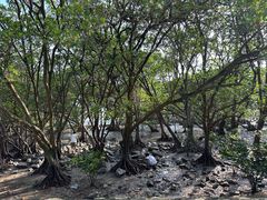 -宝安西湾红树林湿地公园