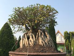 -东芭乐园
