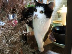 -老屋咖啡
