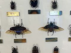 -上海昆虫博物馆