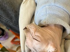 -平行世界·猫咖(首经贸店)