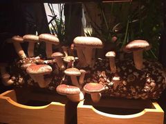 -大头椰·椰子鸡火锅(南宁万象城店)