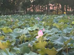 -渤公岛生态公园