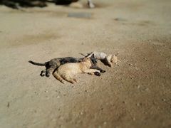 -阿尔罕布拉宫