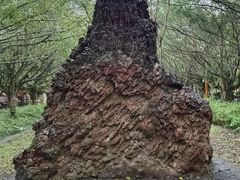 -海口火山口国家地质公园