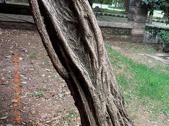 25瑞金宾馆-上海瑞金洲际酒店