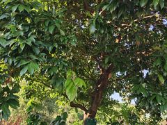 -广西壮族自治区药用植物园