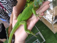 -清迈夜间动物园