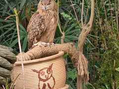 -广州长隆国际大马戏