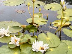 -云溪植物园