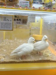 -神奇动物撸宠馆·羊驼·小浣熊·异宠(豫园店)