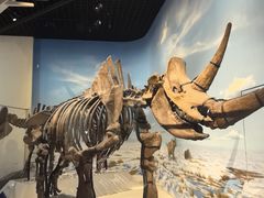 -国家自然博物馆