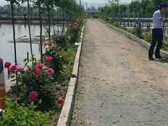 -同銮特种养殖场·龙虾垂钓