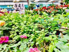 -曲阳花鸟市场(曲阳路店)