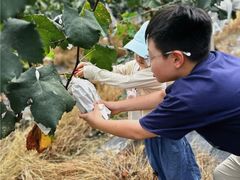 -马陆小张葡萄园农家乐