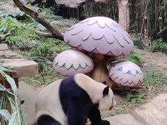 -广州长隆野生动物世界