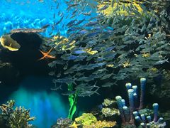 -华夏文旅海洋公园